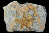 Starfish (Petraster?) & Edrioasteroids (Spinadiscus) - Morocco #100510-1